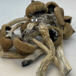 A-Magic Psilocybin Mushroom