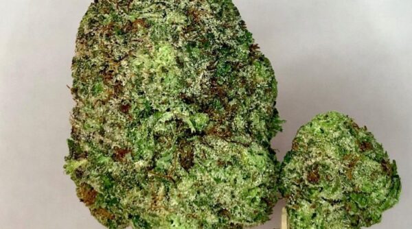 Green crack marijuana strain