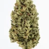 Jack herer weed strain